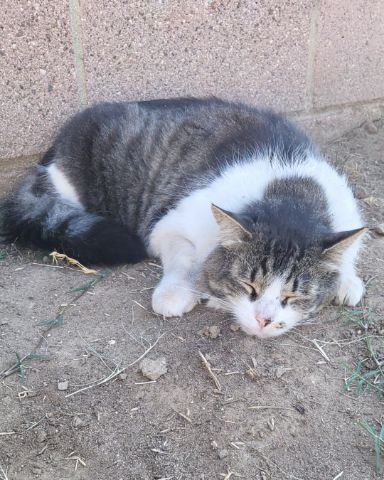 Cute tabby named Farley Fart
