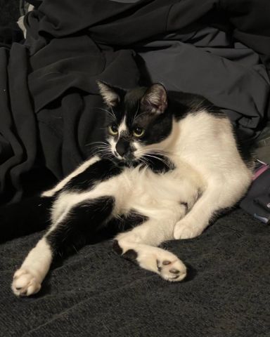 Cute cat named Baron