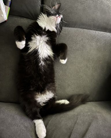 Cute cat named Olivier