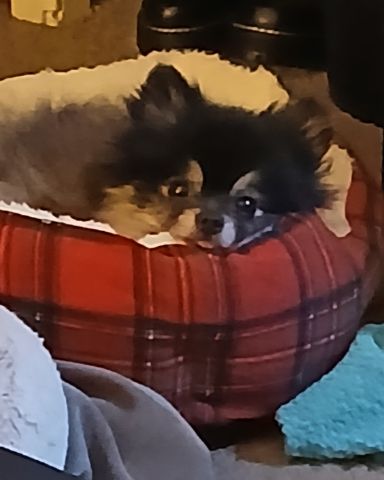 Cute Pomeranian named Millina Belle (Millie)