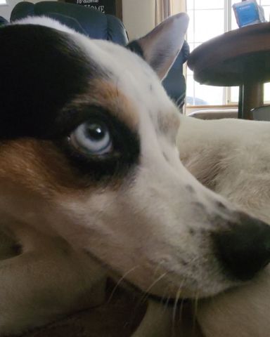 Cute 1/4 Chihuahua 3/4 Queensland healer named Billy