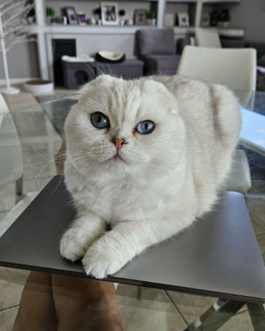Cute Scottish fold named kenaz