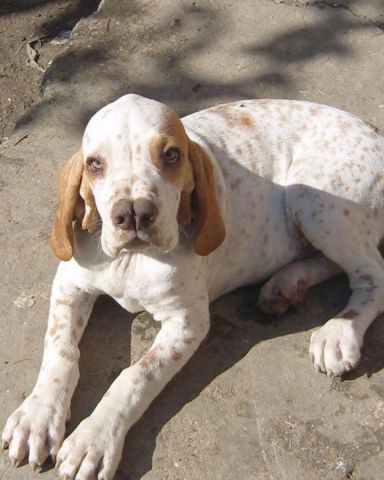 Cute . named funny dogs