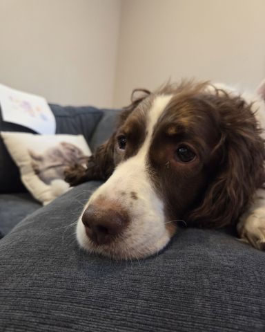 Cute English Springer Spaniel named Sparky