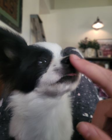 Cute Long haired Chihuahua named Danny