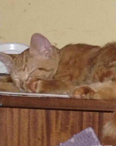 Cute cat named Pumpkin