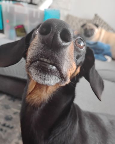 Cute wiener dog named ralphie