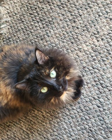 Cute cat named Minnie