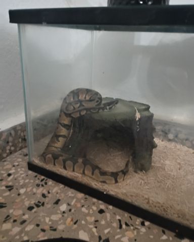 Cute Ball pithon named Zeus