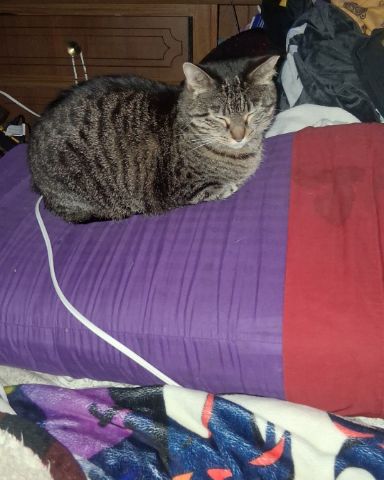 Cute cat named Sweetie