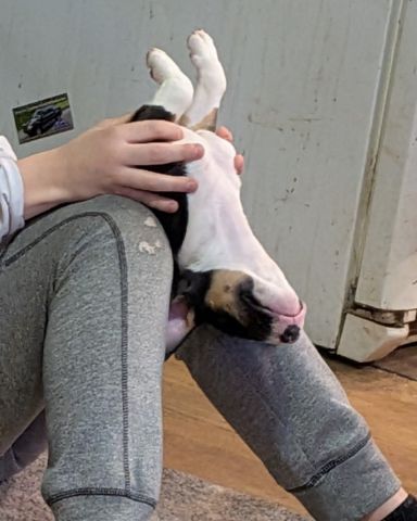 Cute bull terrier named Chinook