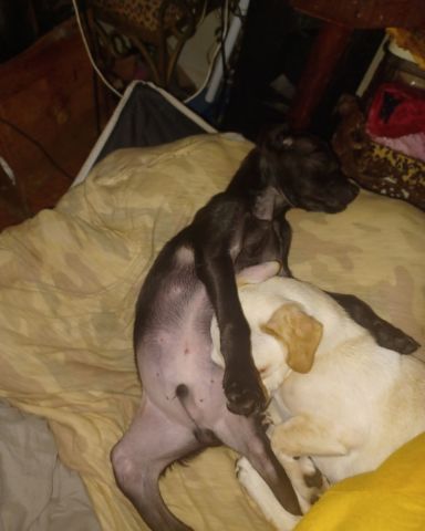 Cute pugzu named aveil and Neriah