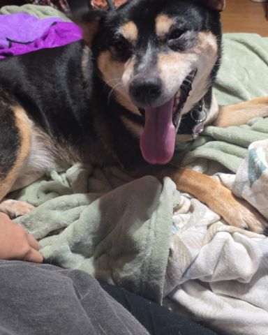 Cute Shiba/Heeler named Olive