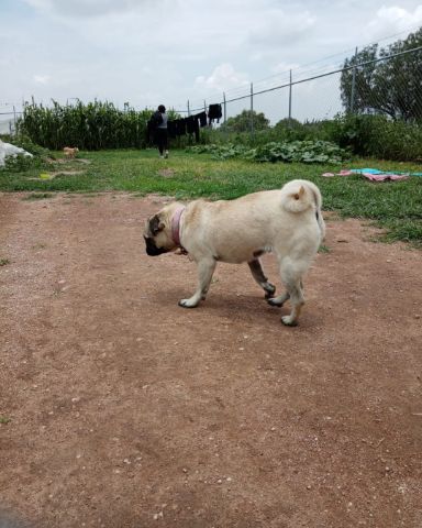 Cute pug named lucy