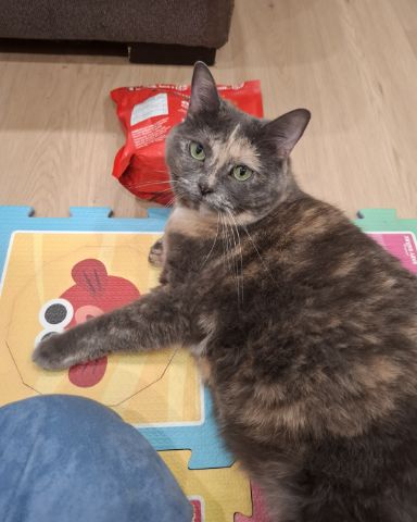 Cute calico named jellybean