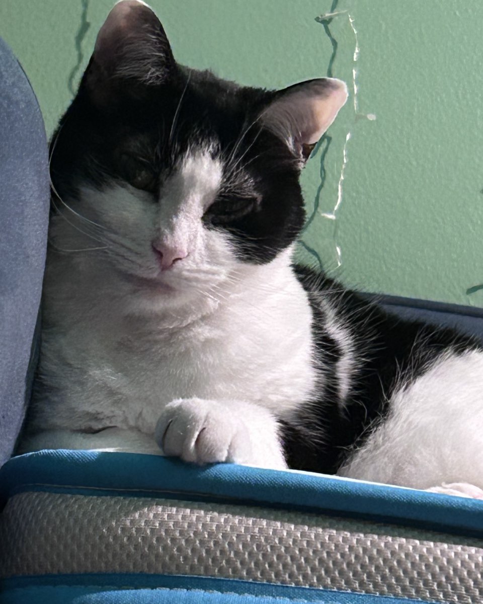 Cute cat named Lucy