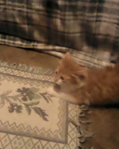 Cute cat named Lucky