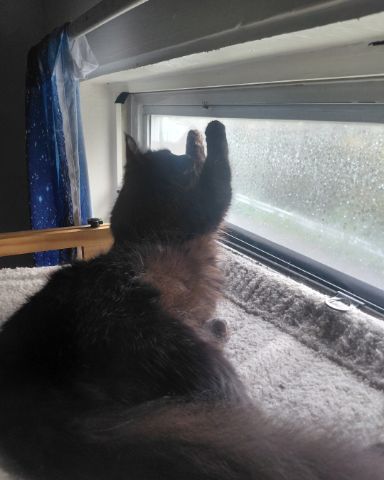 Cute cat named Kitty