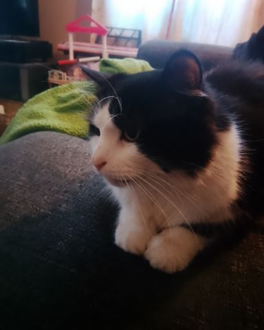 Cute tuxedo cat named lola