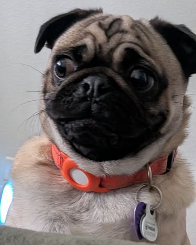 Cute pug named chewy