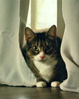 Cute cat named Ivy