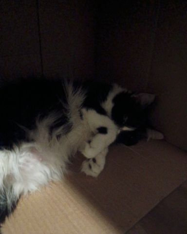 Cute cat named mini