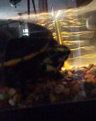 Cute dog named Timmy the turtle
