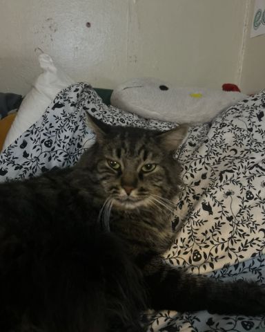 Cute Main coon named Bartholomew the first