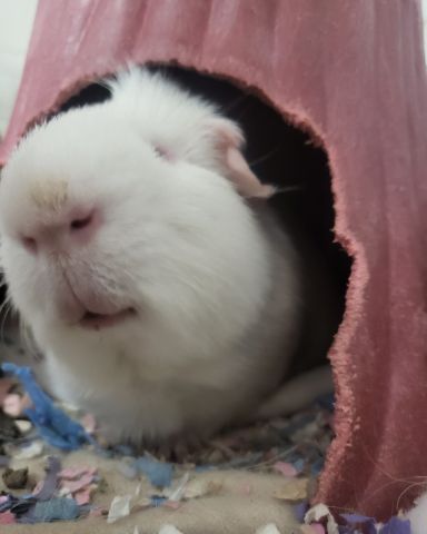 Cute Guinea pig named Mozzarella (Motzy)