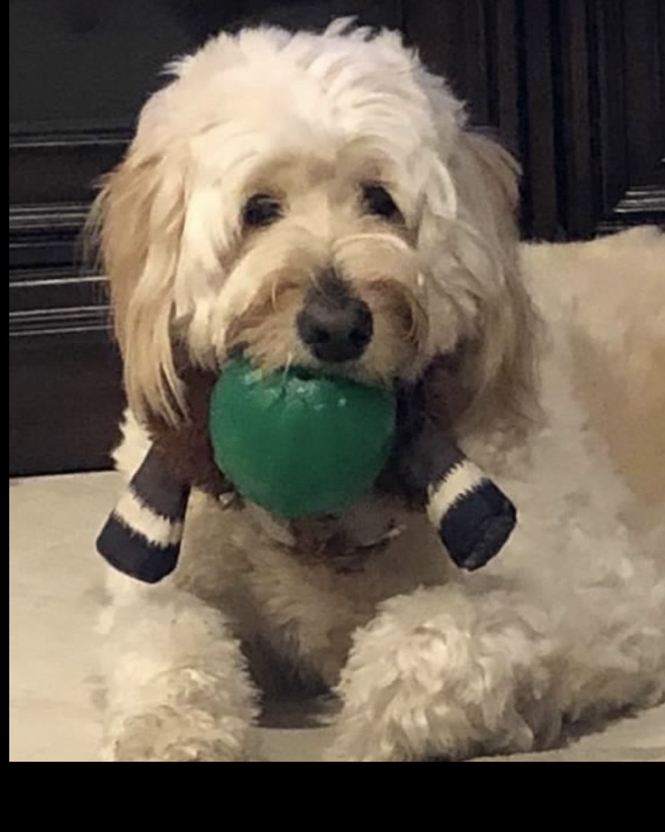 Cute Goldendoodle named Bria