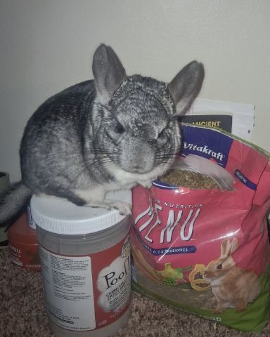 Cute Chinchilla named Chimmichanga