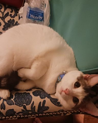 Cute Unsure named Little Dude