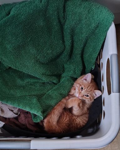 Cute Ginger named Pumpkin