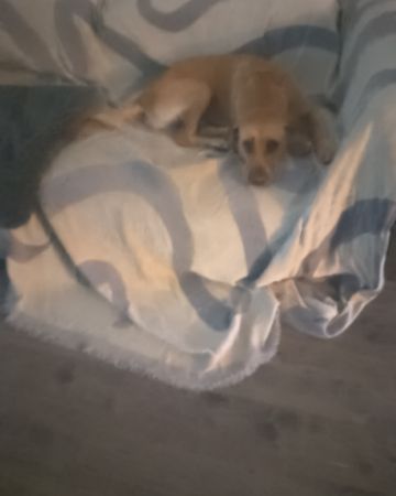Cute Mutt named Manny