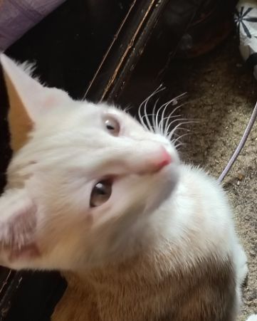 Cute orange kitty named Aphrodite