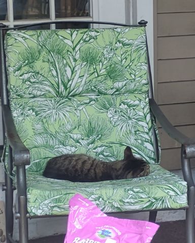 Cute Egyptian Tabby named Shadow