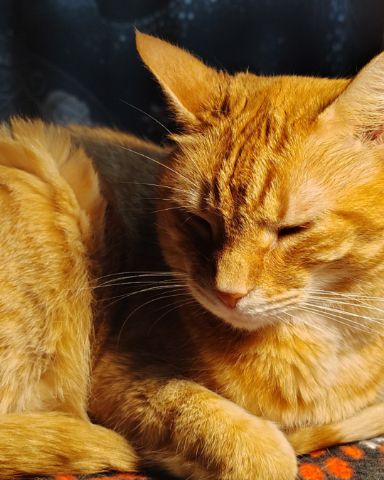 Cute Ginger named Harry