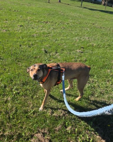 Cute dog named Bosco Stix