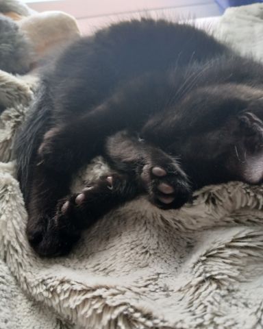 Cute Shorthair Burmese cross named Enderchest
