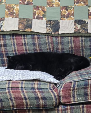Cute cat named Balerion