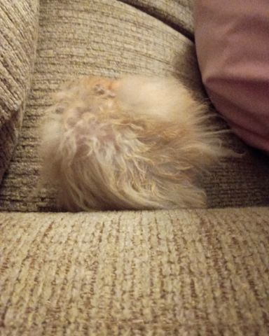 Cute golden hamster named Alex