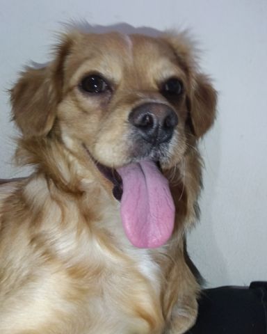 Cute PugZu named Yuri