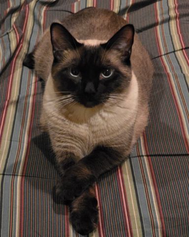 Cute Siamese named stub tail Stella🙃😎 (twin of Luna)