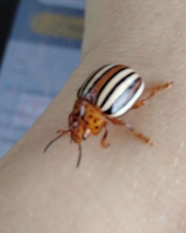 Cute False Potato Beetle named Tater