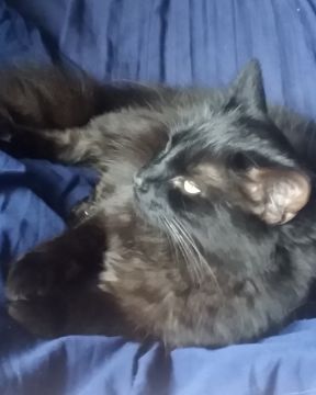 Cute Unsure named Sylvester