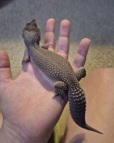 Cute blizzard lepord gecko named crystal