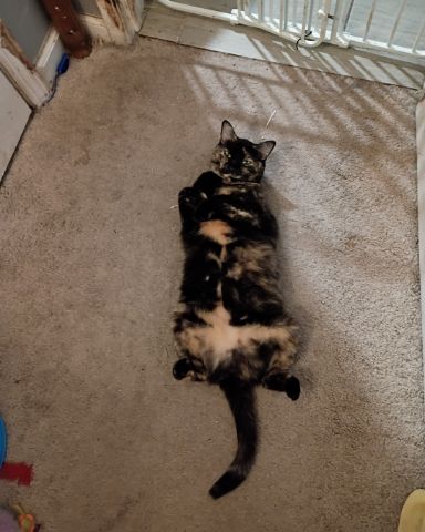 Cute Tortoiseshell named Royal