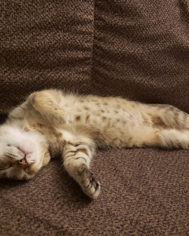 Cute tabby named Lucy