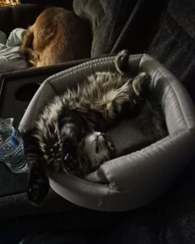 Cute Domestic longhair named Noodle