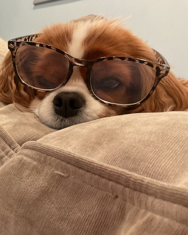Cute Cavalier King Charles Spaniel named Arya